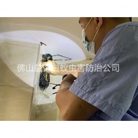 大塘房屋治白蚁工程